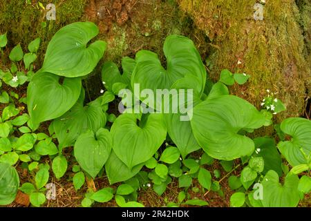 Nénuphars sauvages de la vallée (Maianthemum canadensis) le long du sentier des chutes du Niagara, forêt nationale de Siuslaw, Oregon Banque D'Images