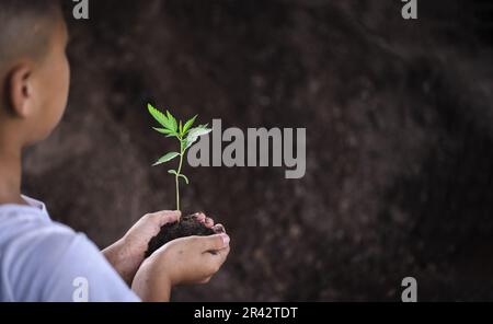 Un arbre dans les mains d'un enfant sur fond de sol sec et fissuré, planter un arbre, réduire le réchauffement climatique, le printemps, Journée mondiale de l'environnement, eco Banque D'Images