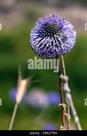 Fleur violette d'echinops bannaticus chardon de globe bleu un membre de la famille des tournesol. Mise au point sélective. Arrière-plan flou Banque D'Images