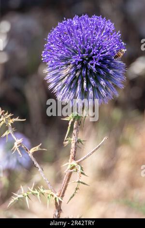 Fleur violette d'echinops bannaticus chardon de globe bleu un membre de la famille des tournesol. Mise au point sélective. Arrière-plan flou Banque D'Images