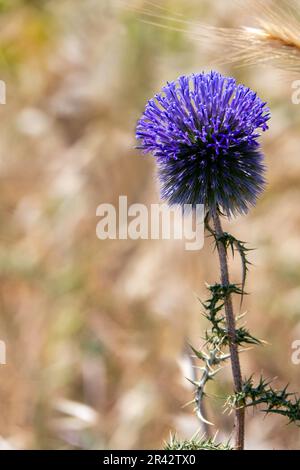 Fleur violette d'echinops bannaticus chardon de globe bleu un membre de la famille des tournesol. Mise au point sélective. Arrière-plan flou Banque D'Images