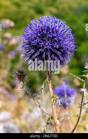 Fleur violette d'echinops bannaticus chardon de globe bleu un membre de la famille des tournesol. Mise au point sélective. Arrière-plan flou Banque D'Images