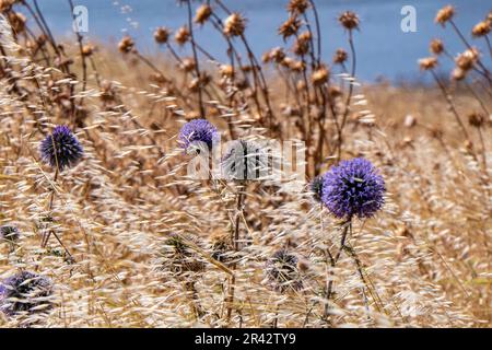 Fleur violette d'echinops bannaticus chardon de globe bleu un membre de la famille des tournesol. Mise au point sélective. Arrière-plan flou Banque D'Images