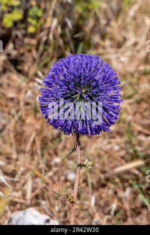 Fleur violette d'echinops bannaticus chardon de globe bleu un membre de la famille des tournesol. Mise au point sélective. Arrière-plan flou Banque D'Images