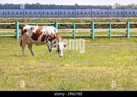 Une vache laitière à pois bruns tombe sur un champ avec de l'herbe verte dans un enclos à la lumière du jour contre une rivière à l'horizon en flou. Copier l'espace. Banque D'Images