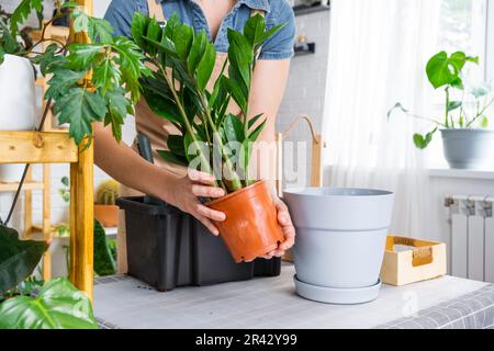 Rempotage de plante surcultivée à la maison succulente Zamioculcas dans un nouveau pot plus grand. Prendre soin de la plante en pot, les mains de la femme en tablier, maquette Banque D'Images