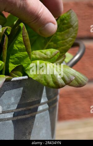 Homme cueillant des feuilles d'une plante de laitue poussant dans un contenant en métal. Développez votre propre concept. Banque D'Images