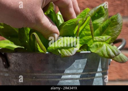 Homme cueillant des feuilles d'une plante de laitue poussant dans un contenant en métal. Développez votre propre concept. Banque D'Images