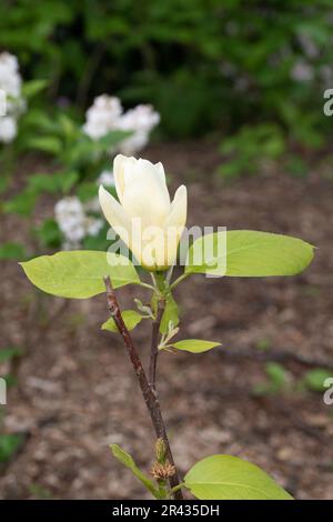 Gros plan macro de l'arbre de concombre, Magnolia acuminata, foyer sélectif Banque D'Images