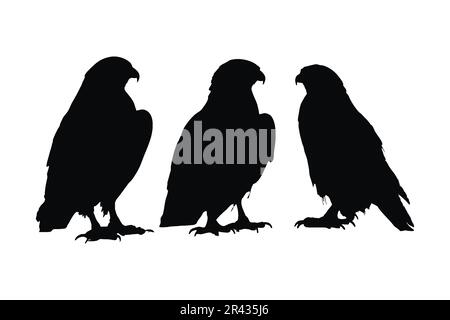 Hawk debout dans différentes positions, vecteur de jeu de silhouette. Collection de faucon pour adultes sur fond blanc. Les oiseaux carnivores comme les aigles, falc Illustration de Vecteur