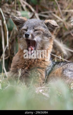 le renard de l'île (Urocyon littoralis) bâillant sur l'île de Santa Cruz, parc national des îles Anglo-Normandes, Californie, États-Unis. Banque D'Images