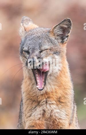 le renard de l'île (Urocyon littoralis) bâillant sur l'île de Santa Cruz, parc national des îles Anglo-Normandes, Californie, États-Unis. Banque D'Images