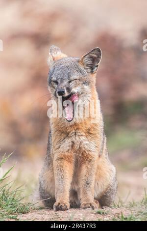 Un renard insulaire (Urocyon littoralis) assis et bâillant sur l'île de Santa Cruz, parc national des îles Anglo-Normandes, Californie, États-Unis. Banque D'Images