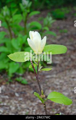 Gros plan macro de l'arbre de concombre, Magnolia acuminata, foyer sélectif Banque D'Images