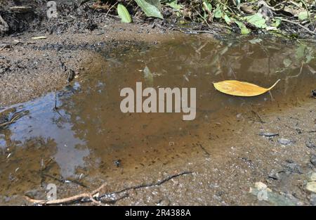 Un petit fossé sale rempli d'eau de couleur boueuse contenant différentes larves de moustique de stade se reproduisant dans l'eau Banque D'Images