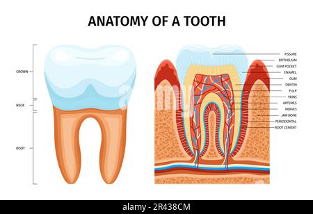 Infographies de l'anatomie des dents avec légendes de texte modifiables pointant vers la dent en coupe avec des nervures de la dentine et de l'émail vecteur illustration Illustration de Vecteur