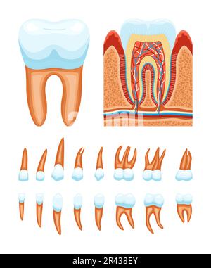 Ensemble d'icônes de l'anatomie des dents avec des vues de profil de la structure des dents et des images isolées illustration de vecteurs de racines multiples Illustration de Vecteur