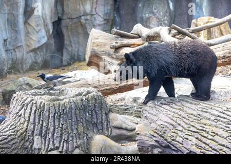 Un grizzli marche au milieu de la nature sauvage des rochers gris en compagnie d'un corbeau gris. Mise au point sélective. Banque D'Images