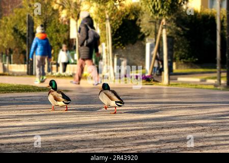 la côte, les gens marchent le long de la route et les canards de lac décoratifs et colorés se promèdent avec eux, le soleil illumine magnifiquement le trottoir, voyage. Banque D'Images