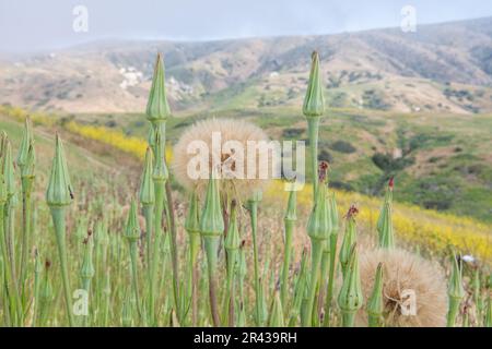 Tragopogon porrifolius (salsify pourpre) sur l'île de Santa Cruz, Californie . La plante est introduite et invasive à CA. Banque D'Images