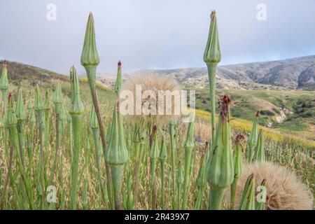 Tragopogon porrifolius (salsify pourpre) sur l'île de Santa Cruz, Californie . La plante est introduite et invasive à CA. Banque D'Images