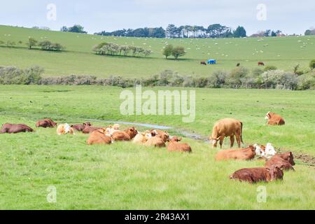 Temps de repos pour un troupeau de bovins dans une ferme de South Downs, Sussex, Angleterre. Banque D'Images