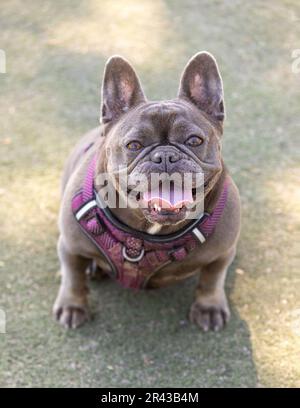 16-mois-Frenchie mâle de Tan lilas assis et regardant vers le haut. Parc pour chiens hors-laisse dans le nord de la Californie. Banque D'Images