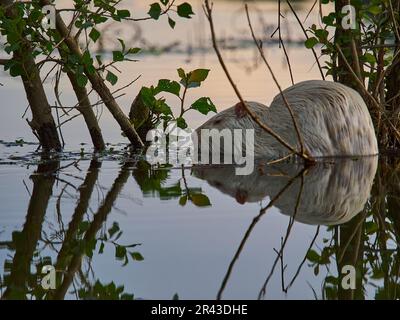 Un albino nutria, Myocastor coypus, également coypu, est un grand, herbivore, Le rongeur semi-aquatique, est une espèce envahissante en Europe, qui a été introduite fr Banque D'Images