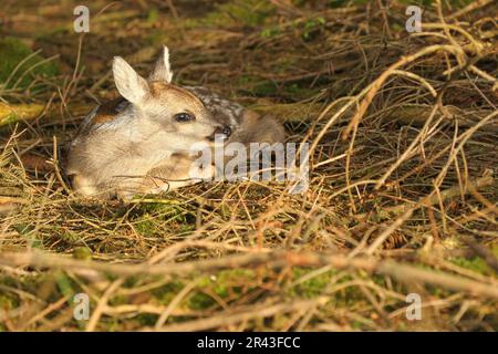 Cerf de Virginie (Capreolus capreolus) fauve d'environ 2 semaines située sur le plancher de la forêt, Allgaeu, Bavière, Allemagne Banque D'Images