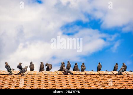 WESTERN Jackdaw (Coloeus monedula) assis sur un toit avec tuiles de toit avec un ciel bleu, Suède Banque D'Images