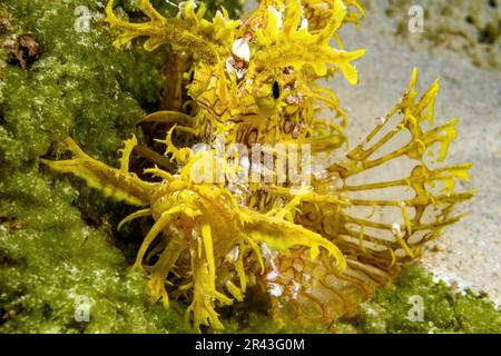 Gros plan frontal de la tête de scorpionfish jaune à tête papeyée (Rhinopias frondosa) avec camouflage des appendices du corps comme les franges, qui propage les nageoires pectorales Banque D'Images