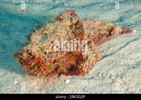 Le faux corégone (Scorpaenopsis diablus) rampe sur un fond sablonneux sable sable sable sur un fond marin, Océan Indien, Iles Mascarenes, Maurice Banque D'Images