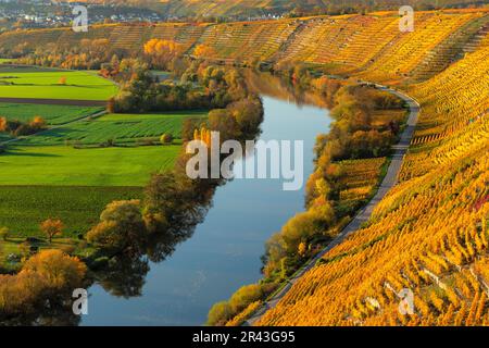 Vignobles sur le Neckar en automne, Hessigheim, vallée du Neckar, Bade-Wurtemberg, Allemagne, Hessigheimer Felsengaerten, Bade-Wurtemberg, Allemagne Banque D'Images