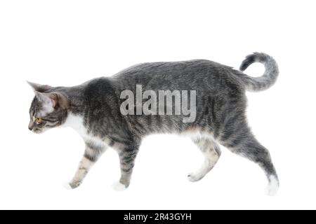 Chat tigré gris argent sur le vagabondage, isolé sur fond blanc Banque D'Images