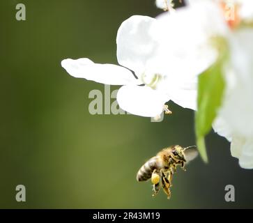La collecte du pollen d'abeilles volant à une fleur de Pentecôte Banque D'Images