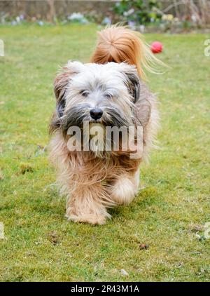 Promenade de chien terrier tibétain dans l'herbe Banque D'Images