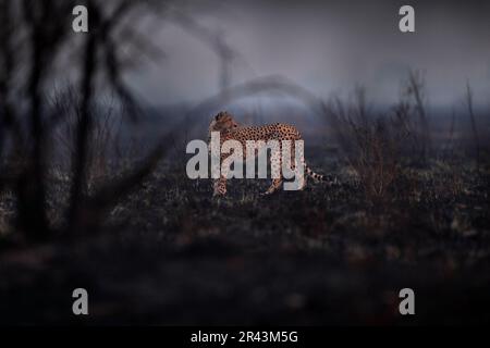Cheetah, le feu a détruit la savane. Animal en feu brûlé, Cheetah dans la cendre noire et les caders, Savuti, Chobe NP au Botswana. Saison chaude dans Banque D'Images