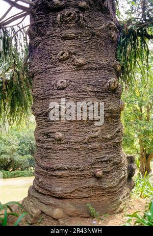 Casse-tête de singe du pin de Bunya (Araucaria bidwillii) planté dans 1875 jardins botaniques gouvernementaux à Udhagamandalam Ooty, Tamil Nadu, Inde du Sud Banque D'Images