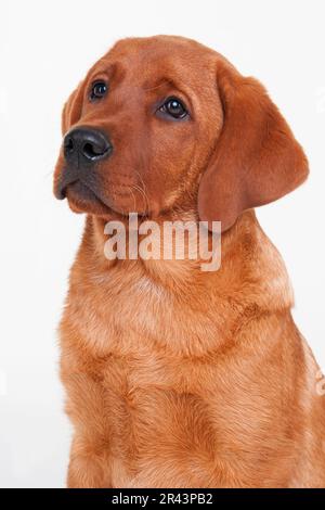 Labrador Retriever, renard rouge, homme, chiot, 4 mois, jaune Banque D'Images