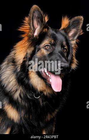 Vieux Berger allemand, Homme, Jeune chien, 9 mois Banque D'Images