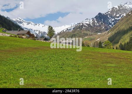 Alpes enneigées de Krimmler Tauern et de Zillertal, Prairie, Kasern, Ahrntal, Bolzano, Tyrol du Sud, Italie Banque D'Images