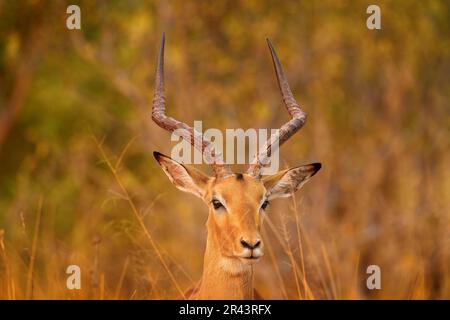 Antilope dans la savane herbeuse, Okavango Afrique du Sud. Impala en herbe dorée. Magnifique impala dans l'herbe avec le soleil du soir. Animal dans la nature ha Banque D'Images