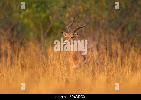 Antilope dans la savane herbeuse, Okavango Afrique du Sud. Impala en herbe dorée. Magnifique impala dans l'herbe avec le soleil du soir. Animal dans la nature ha Banque D'Images