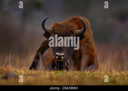 Bison dans la forêt d'automne, scène ensoleillée avec grand animal brun dans l'habitat naturel, feuilles jaunes sur les arbres de pluie, Bialowieza NP, Pologne. Faune Banque D'Images