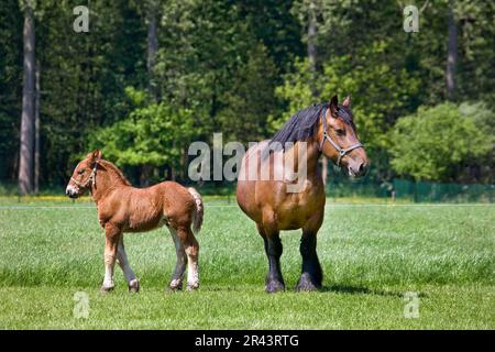 Sang froid belge, jument avec poulain, cheval à sang froid, Brabanter, Brabancon Banque D'Images