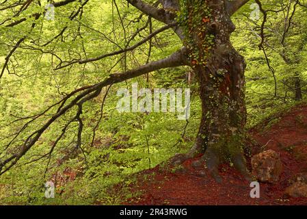 Hêtre, rivière Urederra, près de sa source, Parc naturel d'Urbasa, Navarre, Baquedano, Navarre, Espagne Banque D'Images