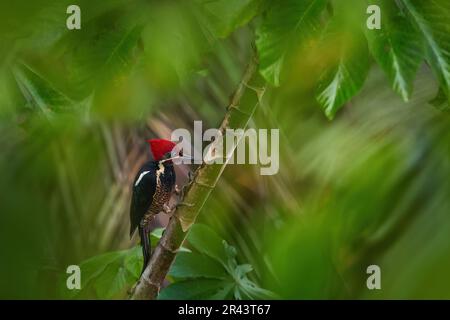 Pic rouge de la cime du Costa Rica. Pic ligné, Dryocopus lineatus, assis sur une branche avec trou de nidification, oiseau noir et rouge dans la nature habit Banque D'Images