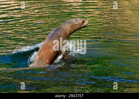 Lion de mer de Californie (Zalophus californianus), femelle Banque D'Images