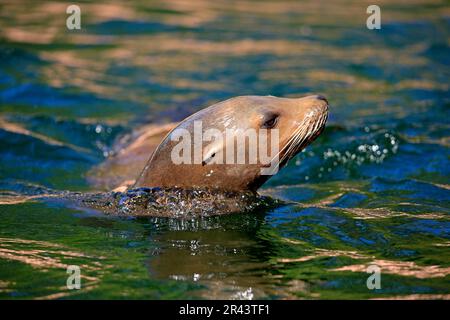 Lion de mer de Californie (Zalophus californianus), femelle Banque D'Images