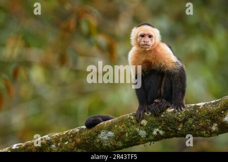 Costa Rica nature. Capuchin t te blanche singe noir assis et